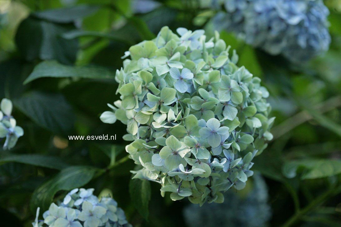Hydrangea macrophylla 'Joseph Banks'
