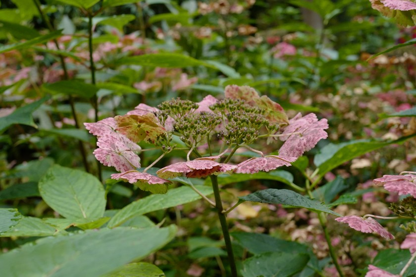Hydrangea macrophylla 'Klaveren'