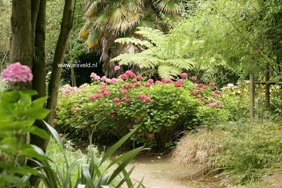 Hydrangea macrophylla 'Kluis Superba'