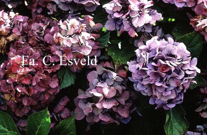 Hydrangea macrophylla 'Marie Claire'