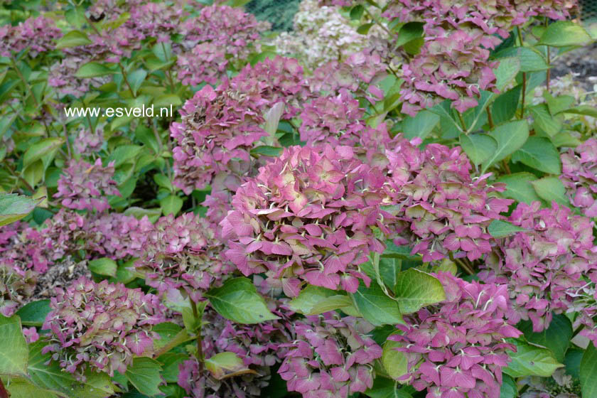 Hydrangea macrophylla 'Mathilde Guetges'