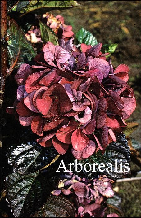 Hydrangea macrophylla 'Merveille Sanguine'