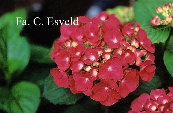Hydrangea macrophylla 'Mme. G.J. Bier'