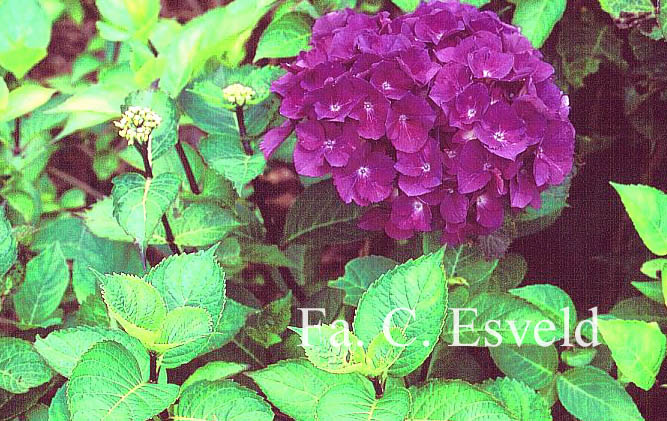 Hydrangea macrophylla 'Oregon Pride'