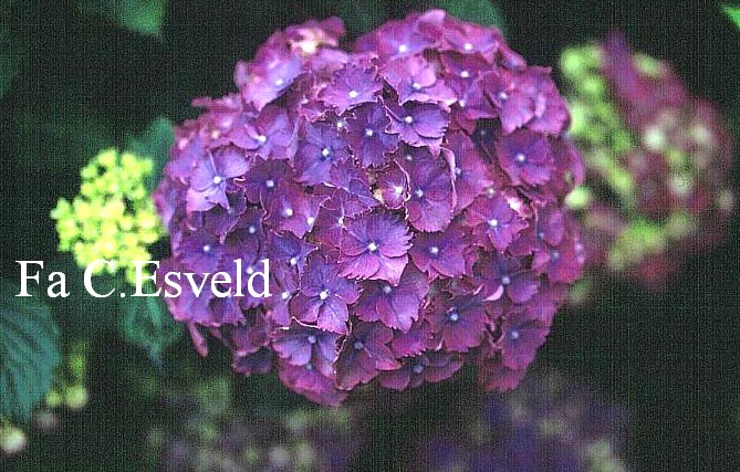 Hydrangea macrophylla 'Parzifal'