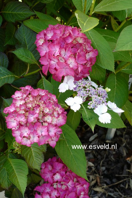 Hydrangea macrophylla 'Selma'