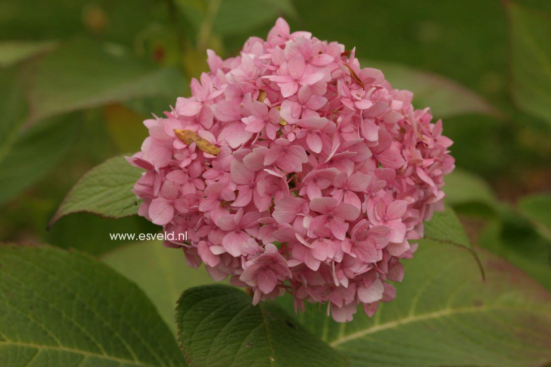Hydrangea macrophylla 'Shin-ozaki'