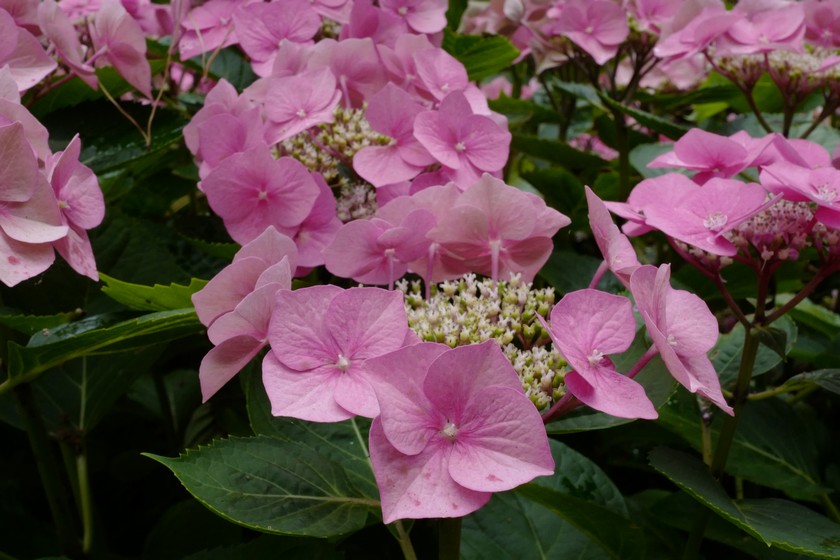 Hydrangea macrophylla 'Taube'