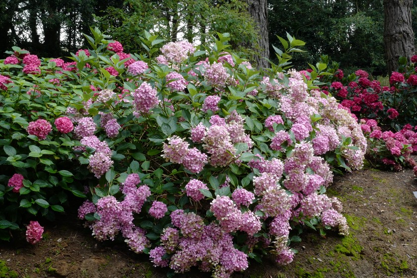 Hydrangea macrophylla 'Thelenn'