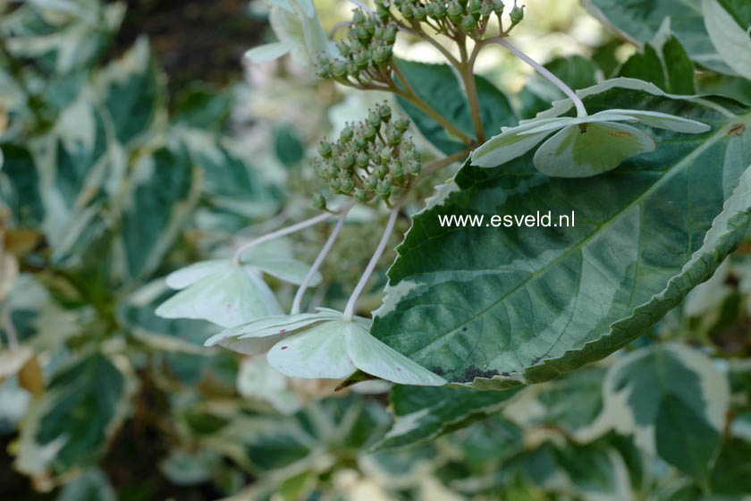 Hydrangea macrophylla 'Tricolor'