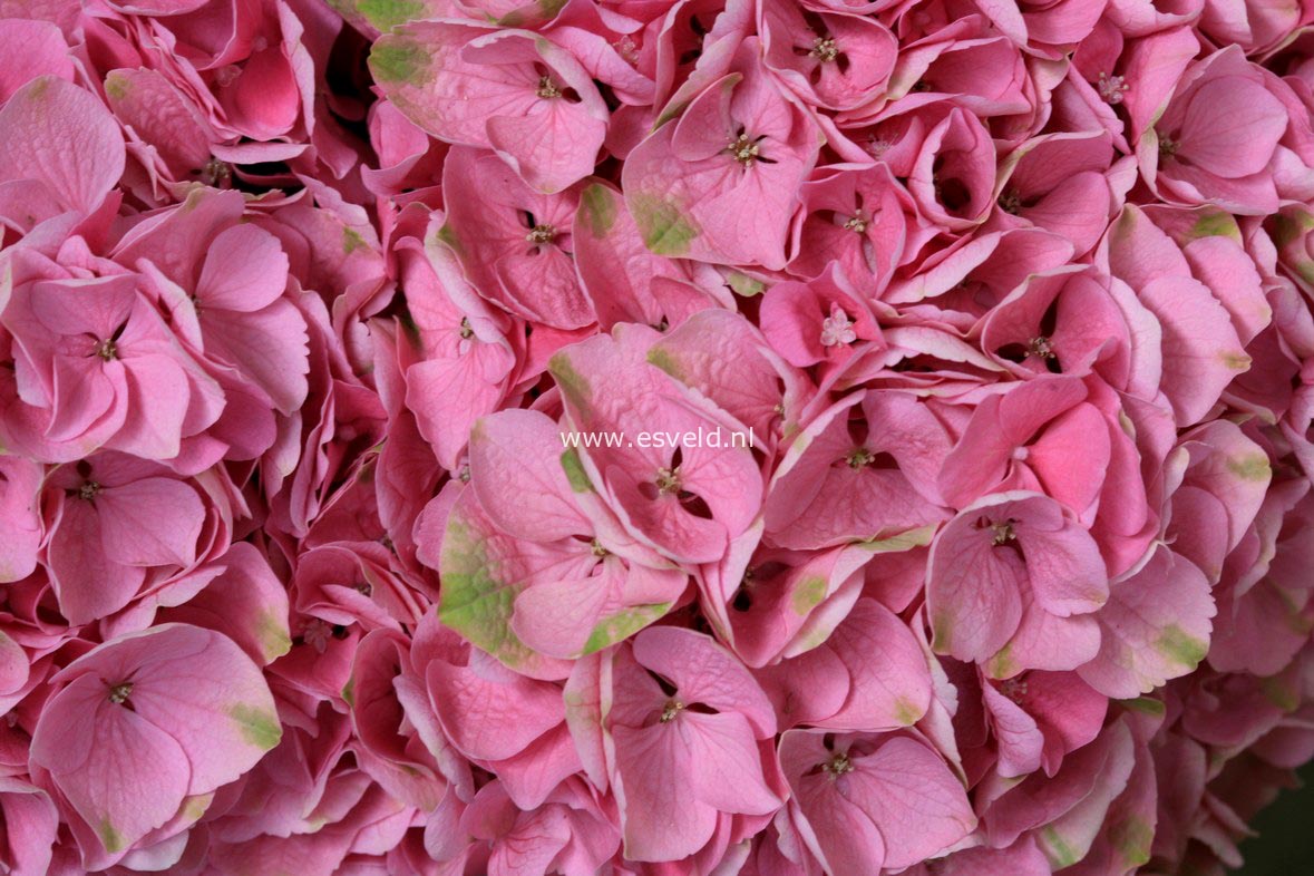 Hydrangea macrophylla 'Xian' (MAGICAL OPAL)