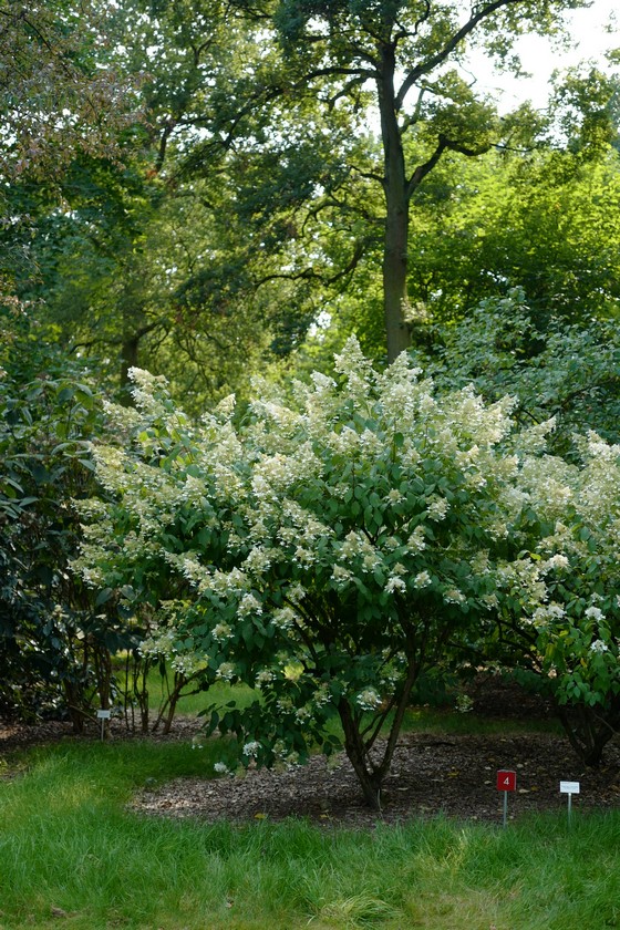 Hydrangea paniculata 'Brussel's Lace'