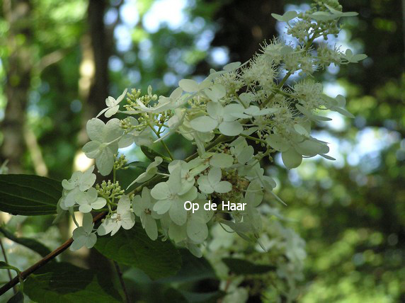 Hydrangea paniculata 'Burgundy Lace'