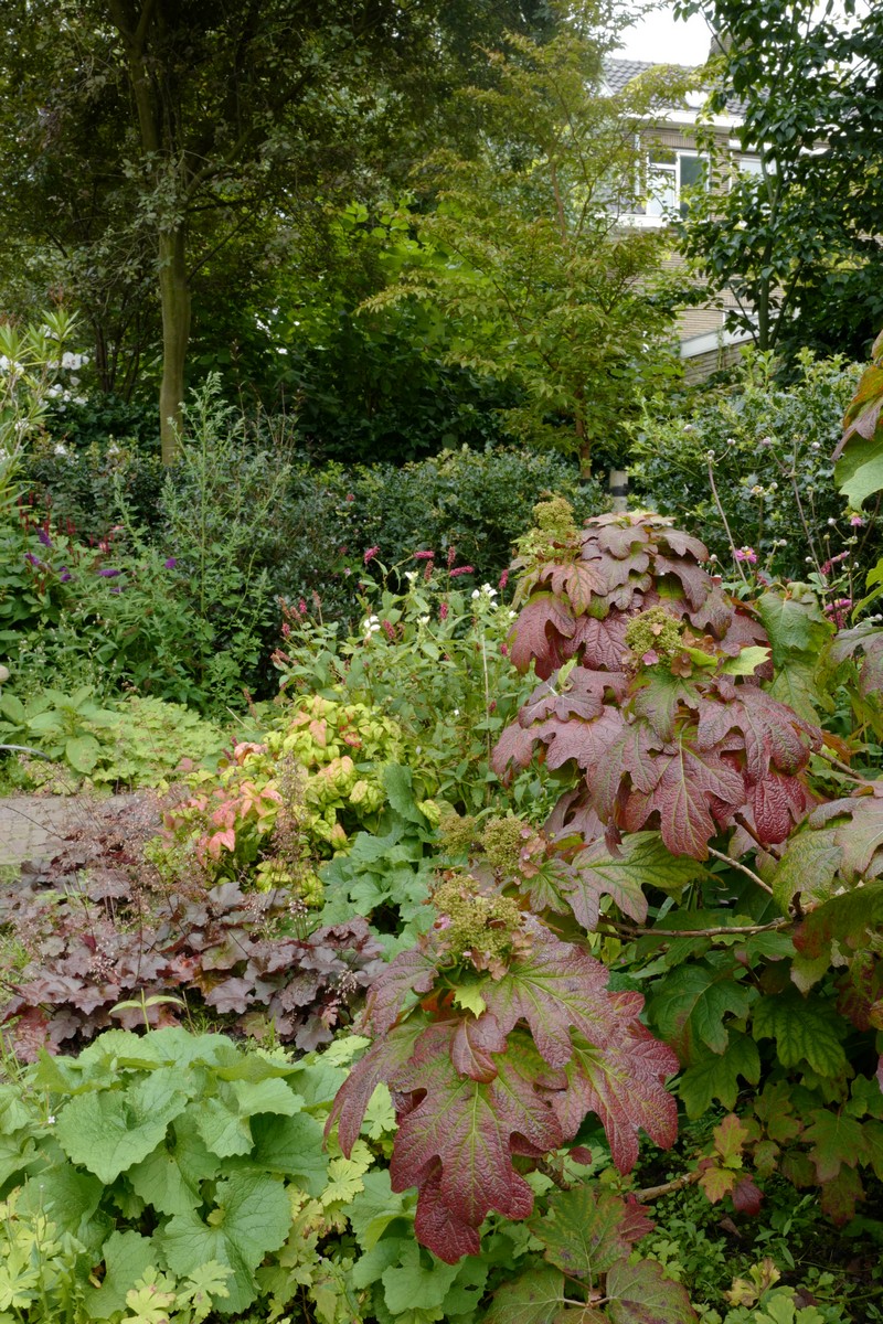 Hydrangea quercifolia 'Burgundy'