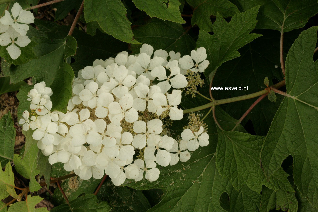 Hydrangea quercifolia 'Tennessee Clone'