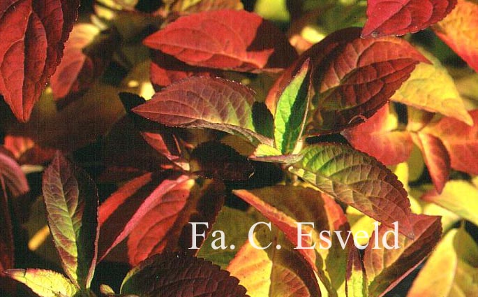 Hydrangea serrata 'Autumn Fire'