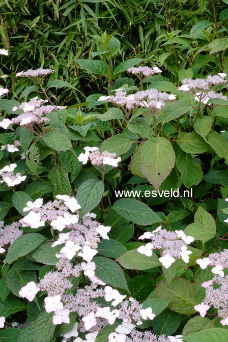 Hydrangea serrata 'Beni-gaku'