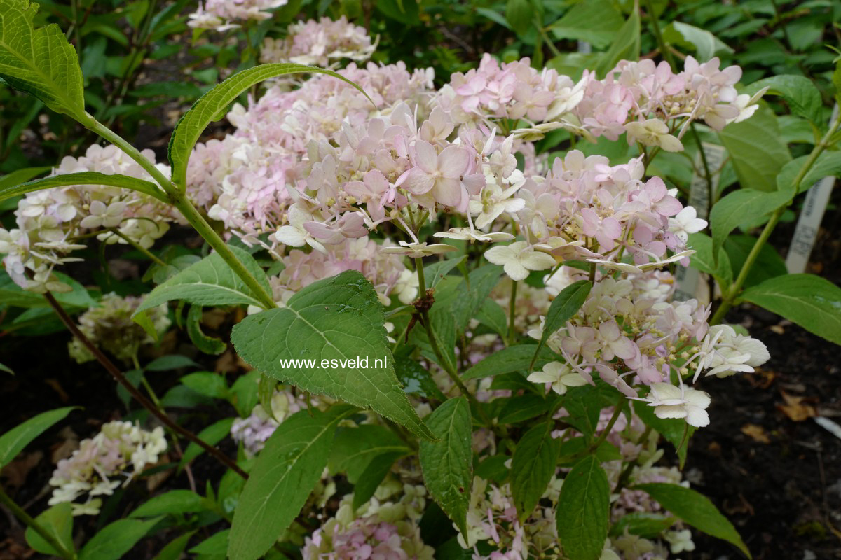 Hydrangea serrata 'Betu-ko-temari'