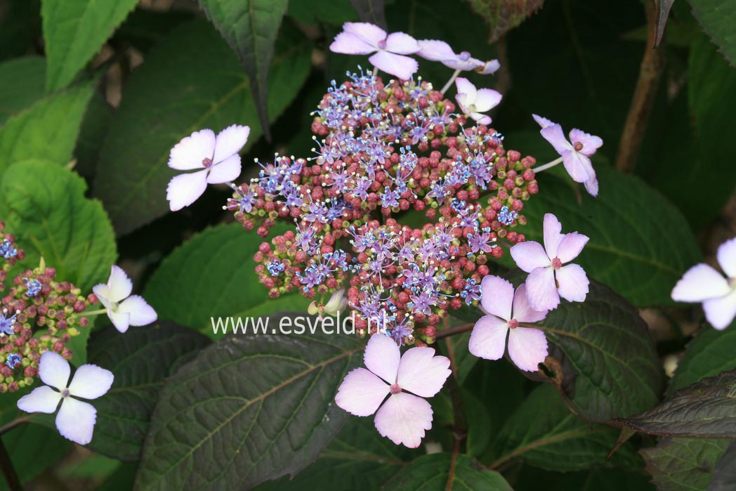 Hydrangea serrata 'Isusai-jaku'