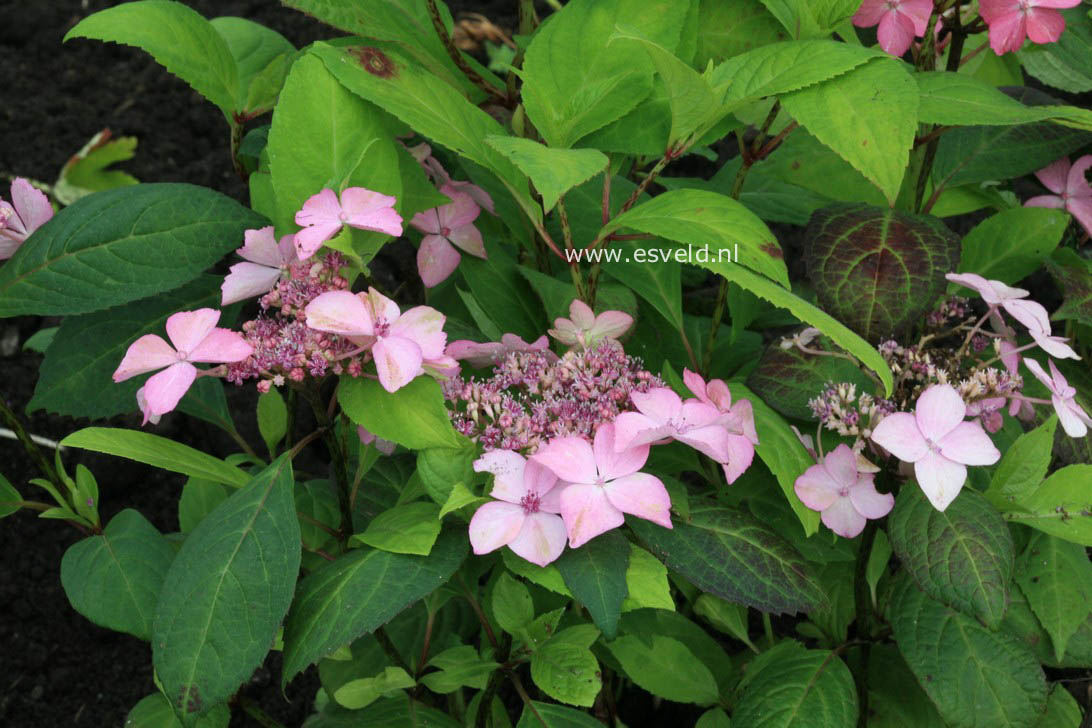 Hydrangea serrata 'Kuro-hime'