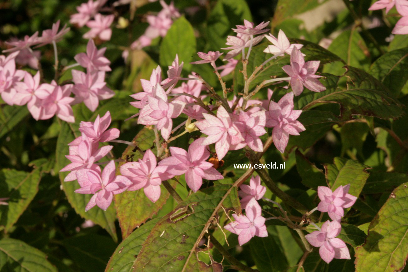 Hydrangea serrata 'Prolifera'
