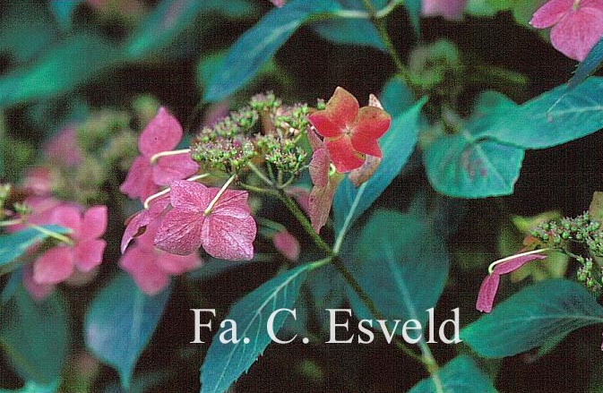 Hydrangea serrata 'Rosalba'