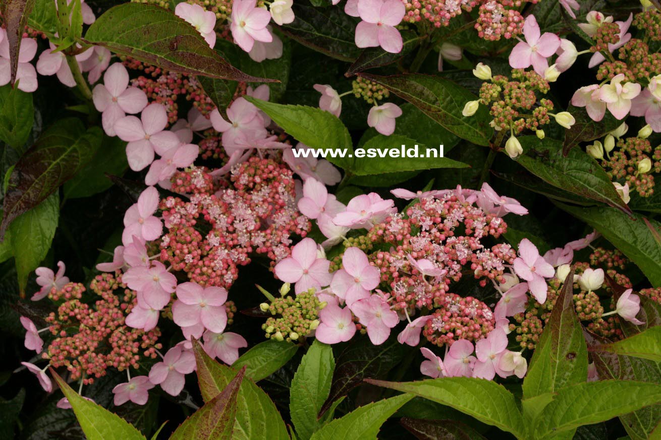 Hydrangea serrata 'Tiara'