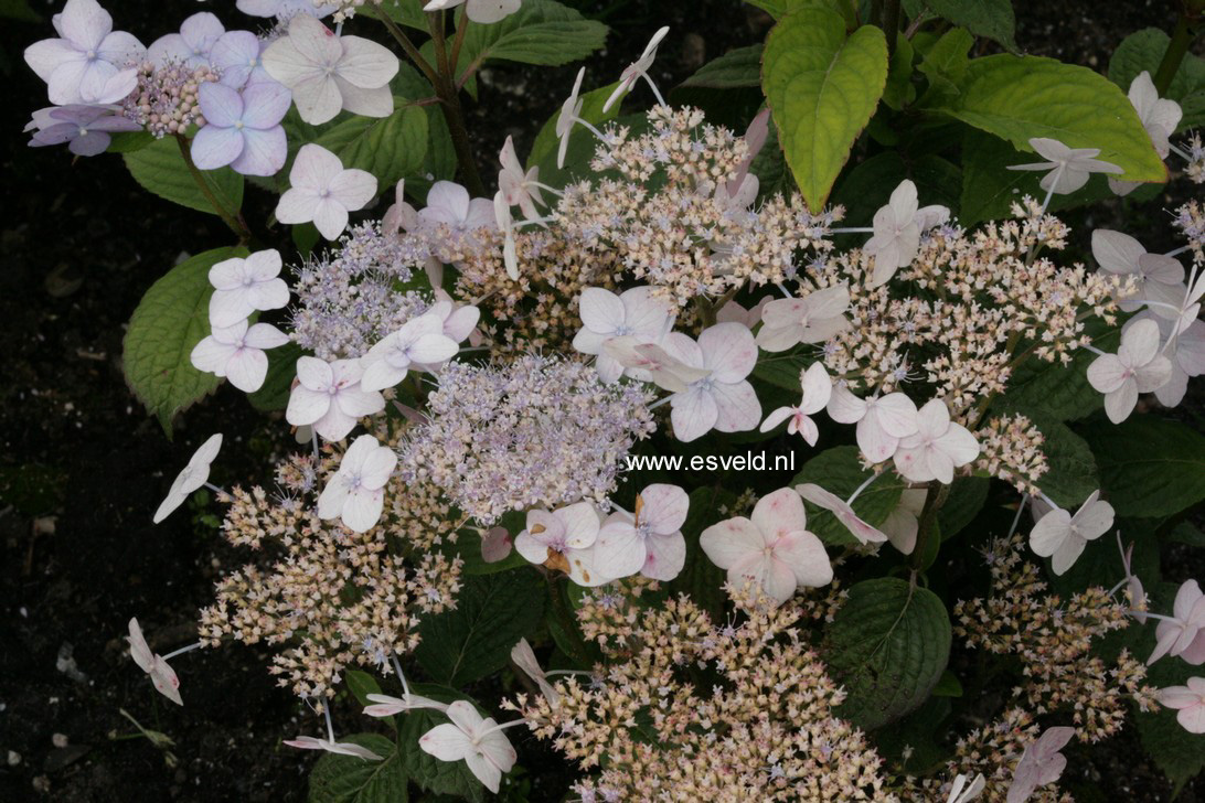 Hydrangea serrata
