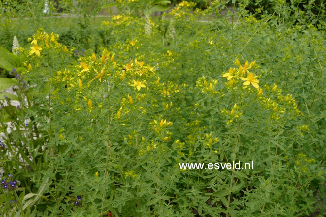 Hypericum perforatum
