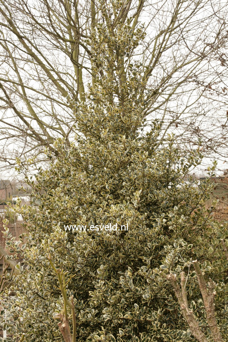 Ilex altaclerensis 'Howick'