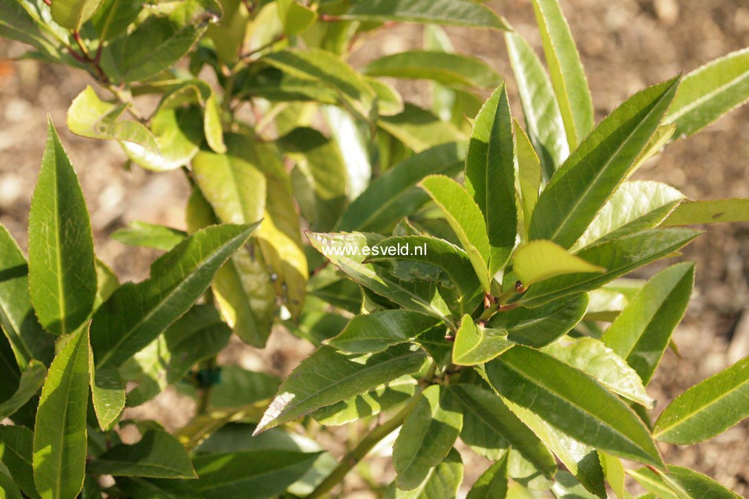 Ilex latifolia