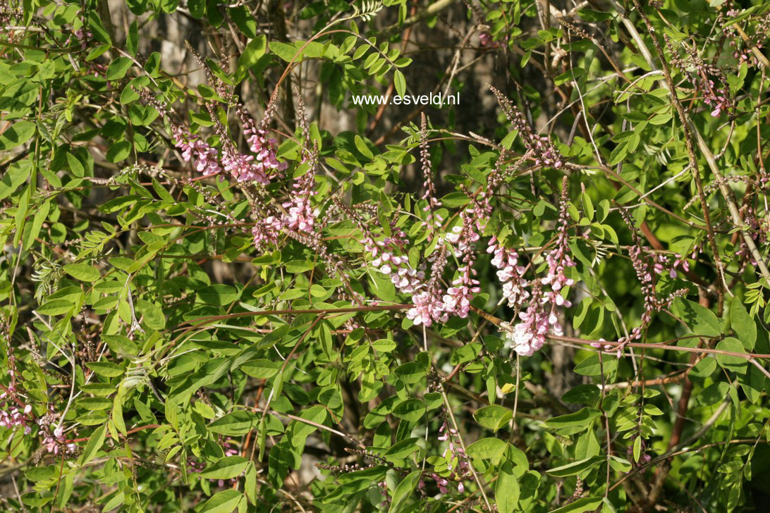Indigofera amblyantha