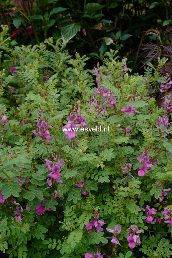 Indigofera heterantha