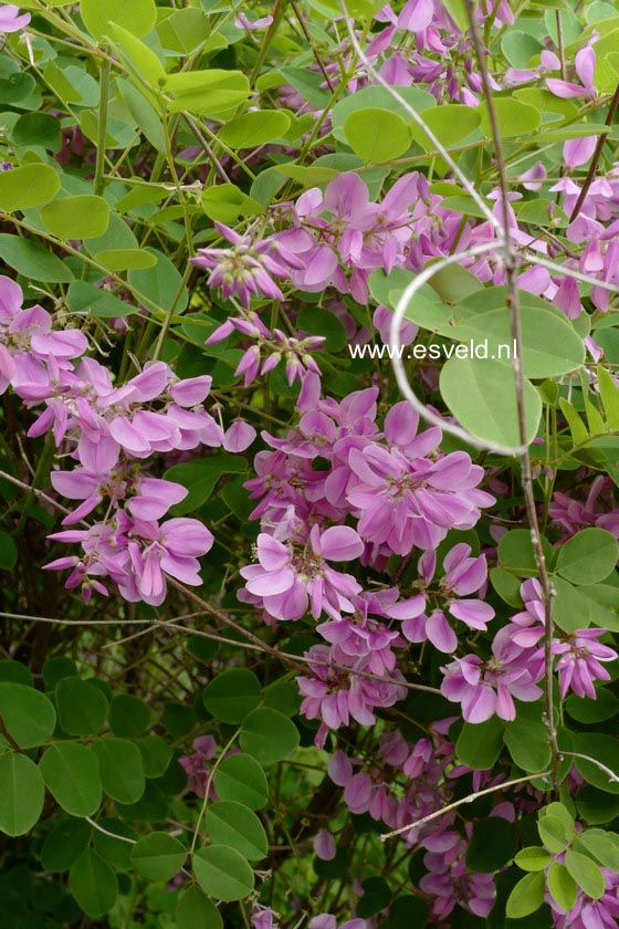 Indigofera kirilowii