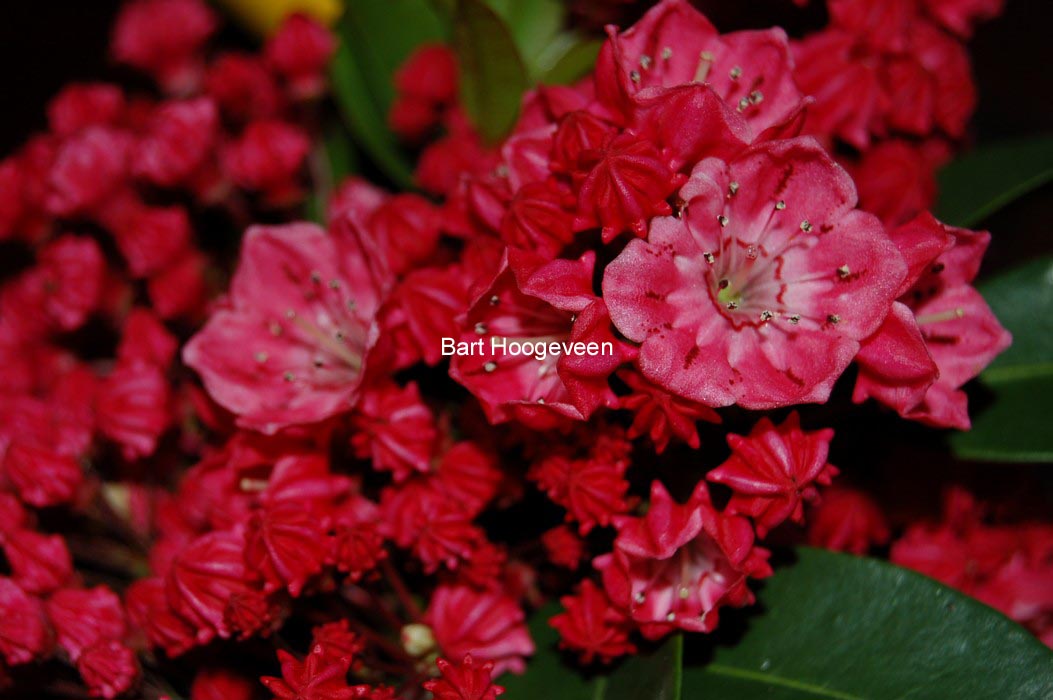 Kalmia latifolia 'Nancy'