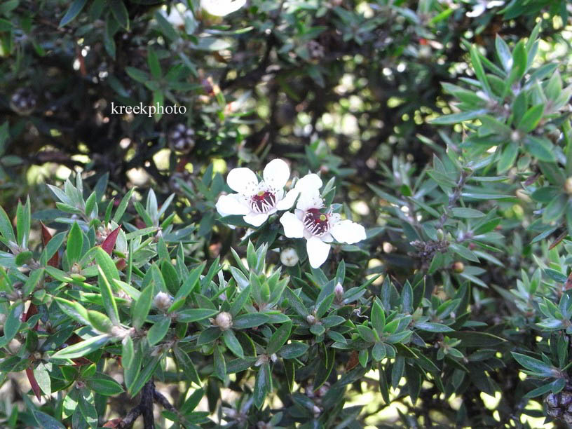 Leptospermum scoparium