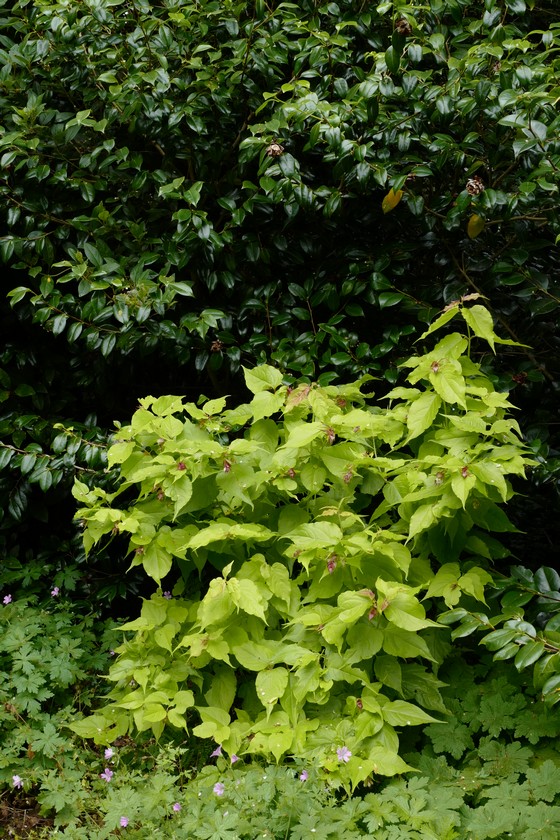 Leycesteria formosa 'Notbruce' (GOLDEN LANTERN)