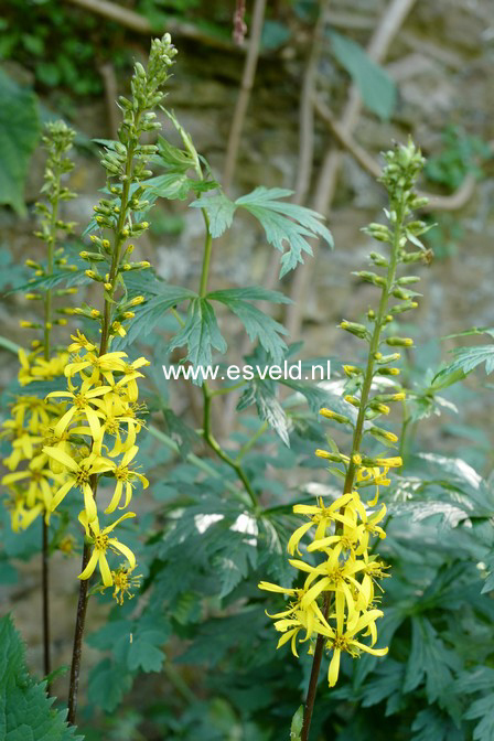 Ligularia stenocephala 'The Rocket'