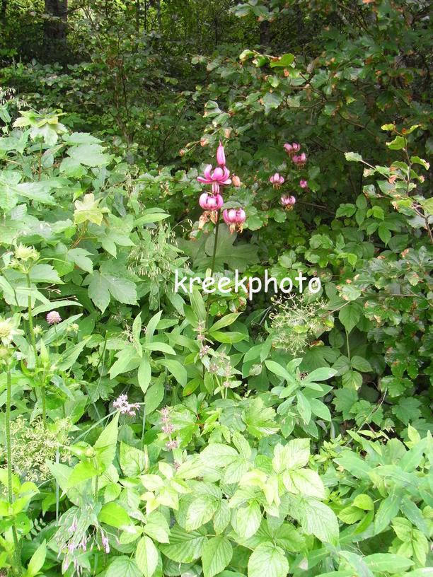 Lilium martagon