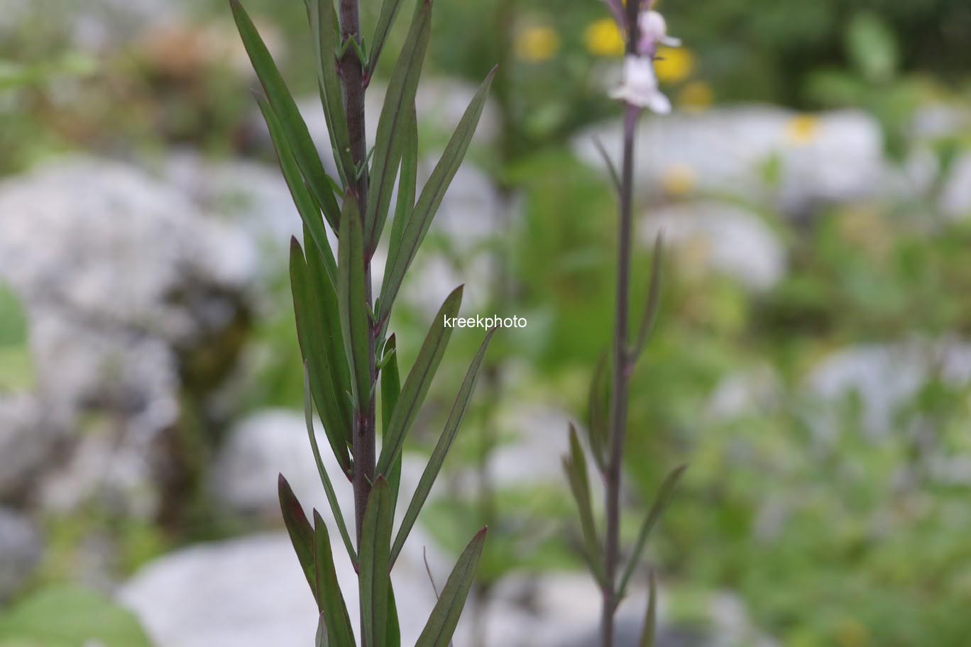 Linaria purpurea