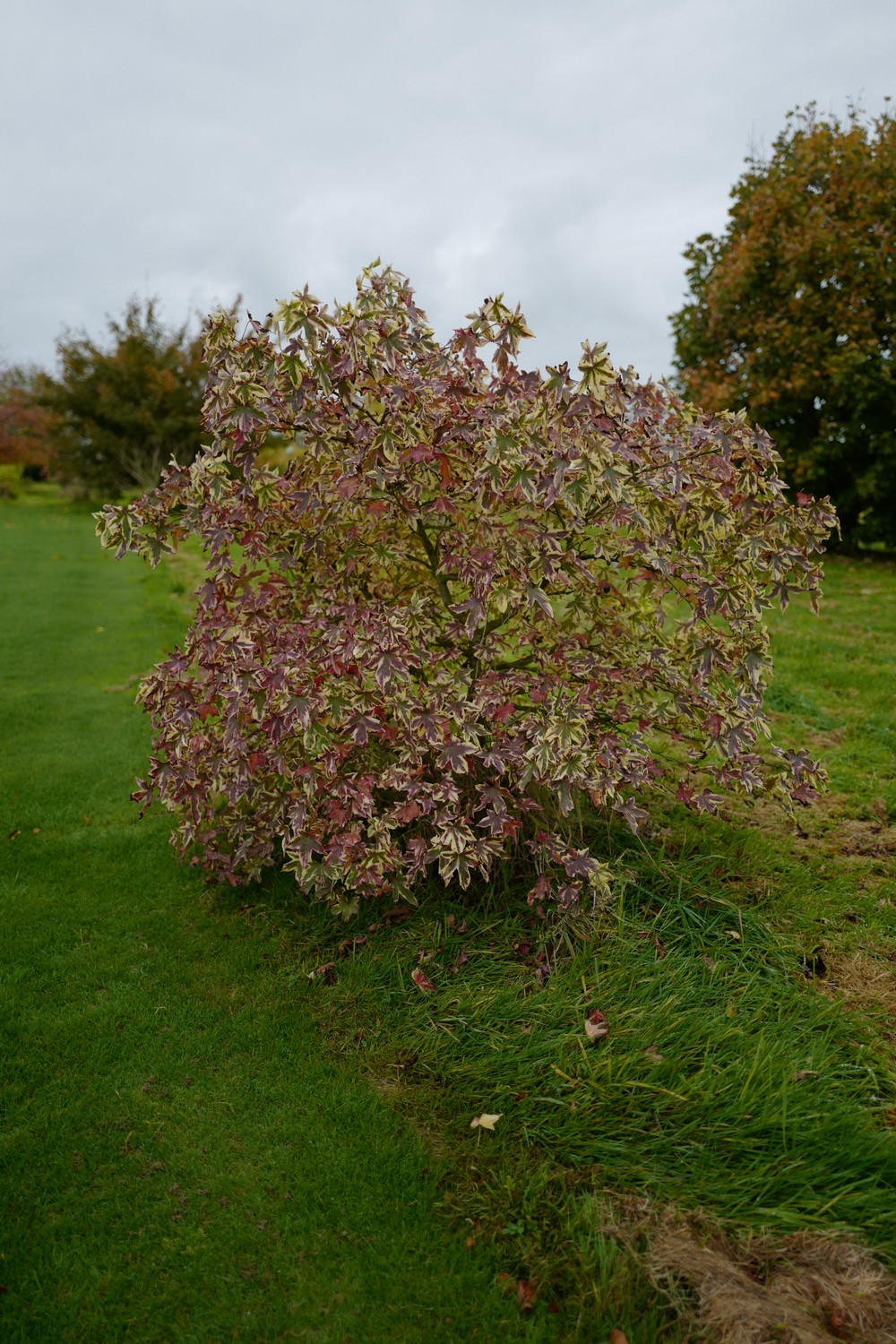 Liquidambar styraciflua 'Aurea'