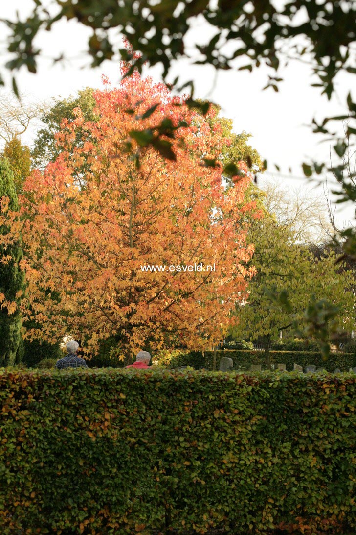 Liquidambar styraciflua 'Parasol'