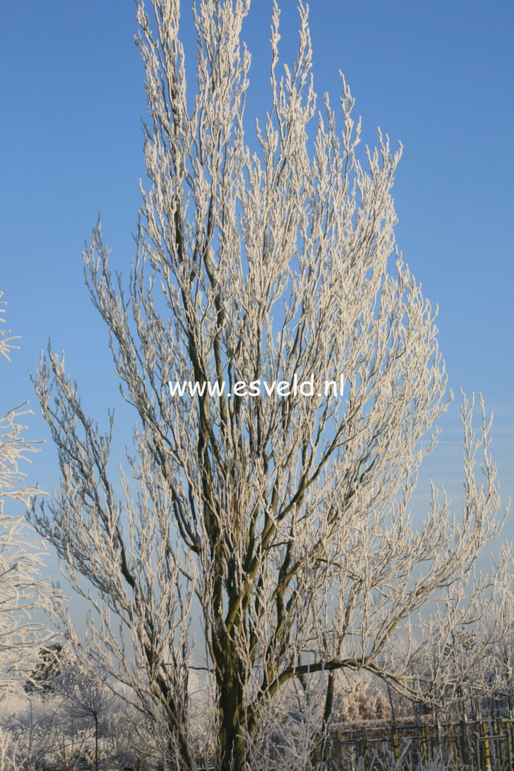 Liriodendron tulipifera 'Fastigiatum'