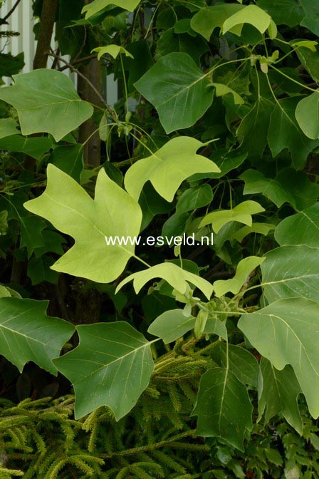 Liriodendron tulipifera 'Glen Gold'