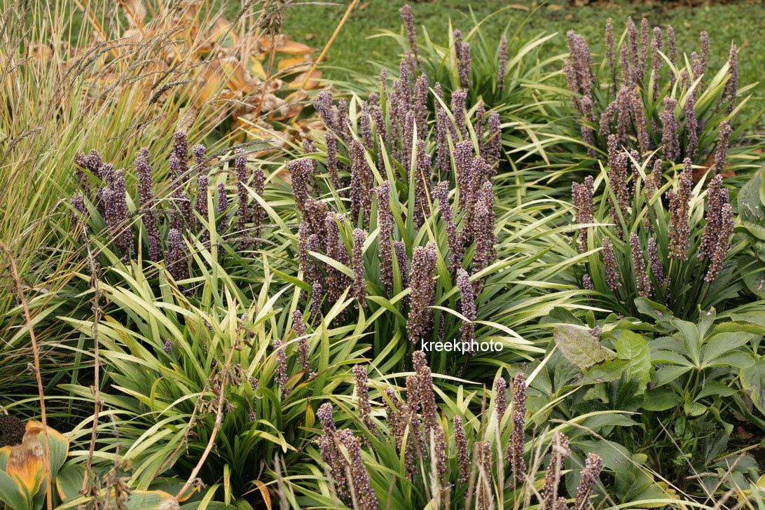 Liriope muscari 'Ingwersen'