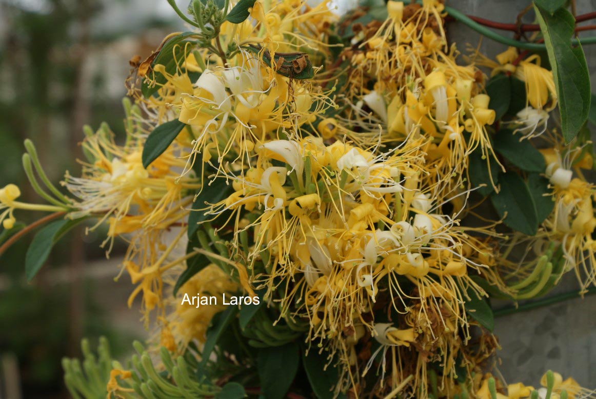 Lonicera japonica 'Genbel' (SWEET ISABELL)