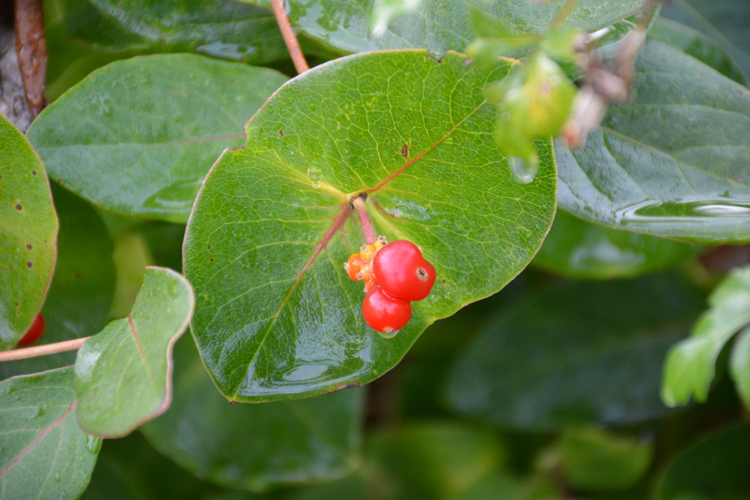 Lonicera tellmanniana