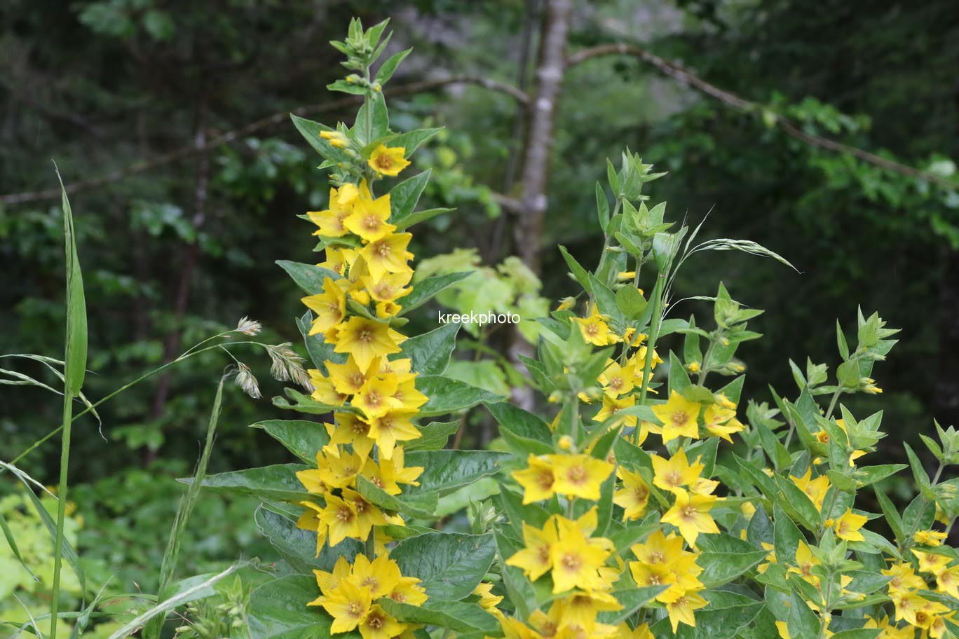 Lysimachia vulgaris
