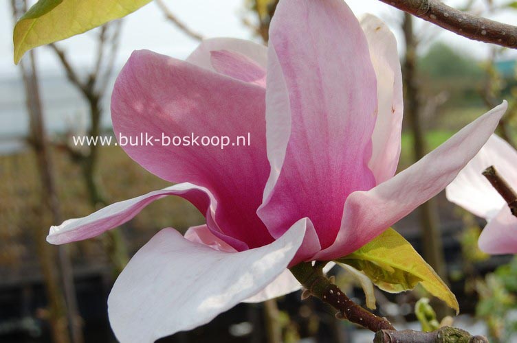 Magnolia 'Advance'