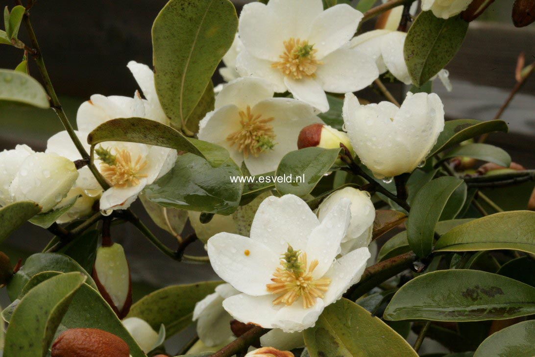Magnolia figo crassipes